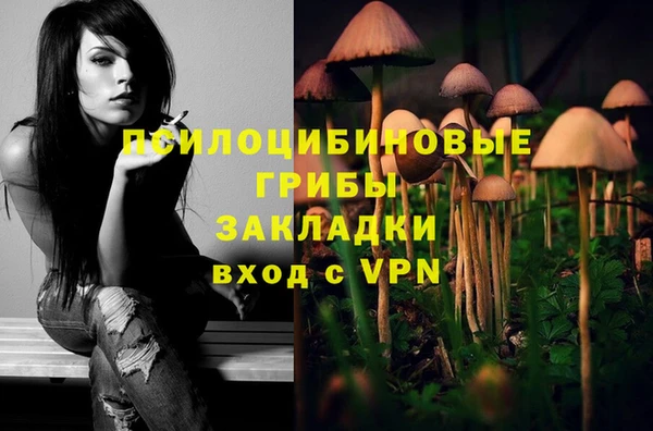 хмурый Аркадак